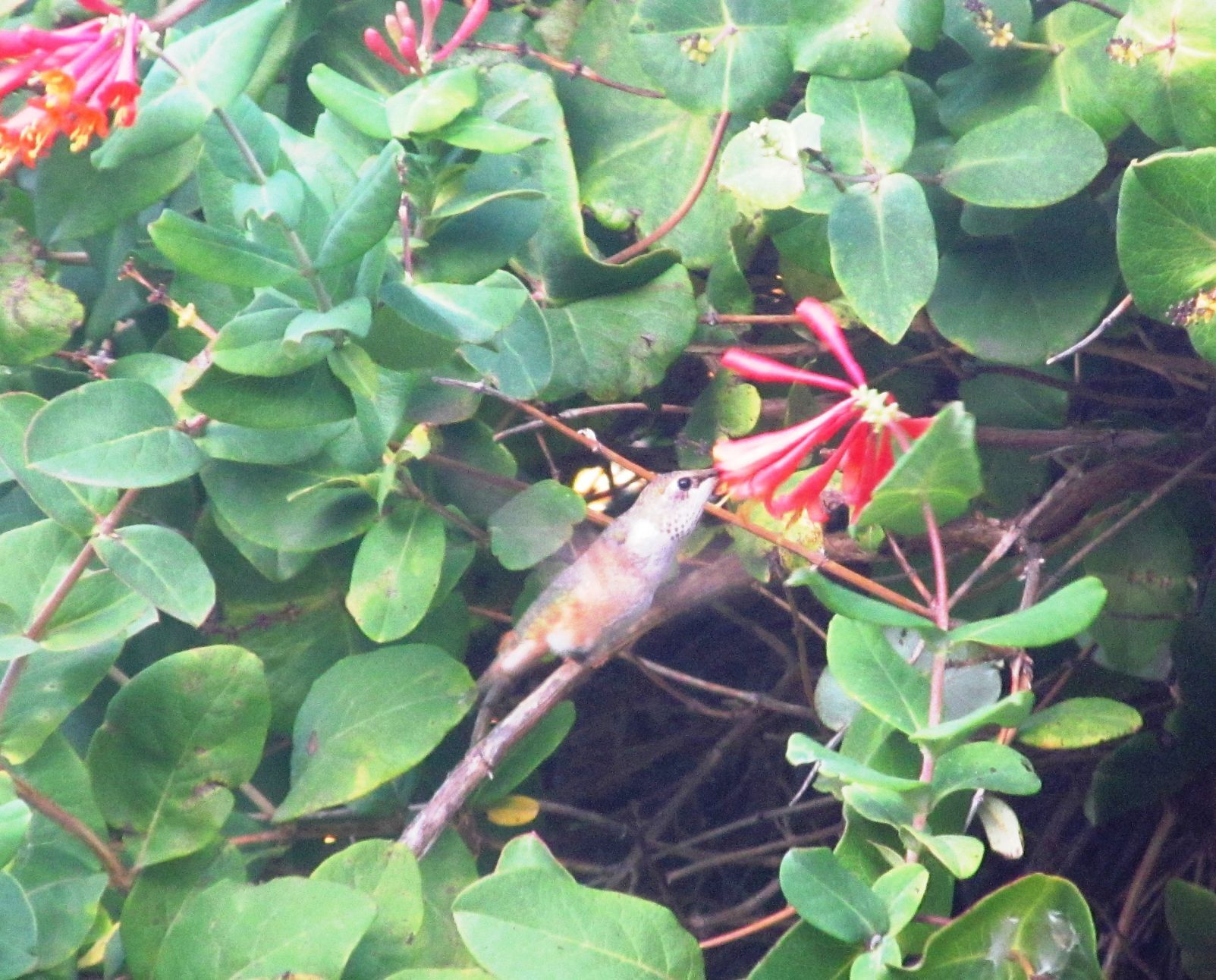 hummingbird2.jpg